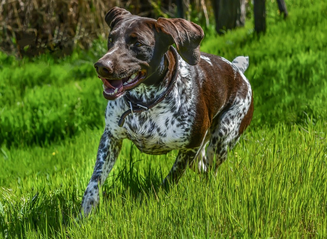 Курцхаар 3 месяца