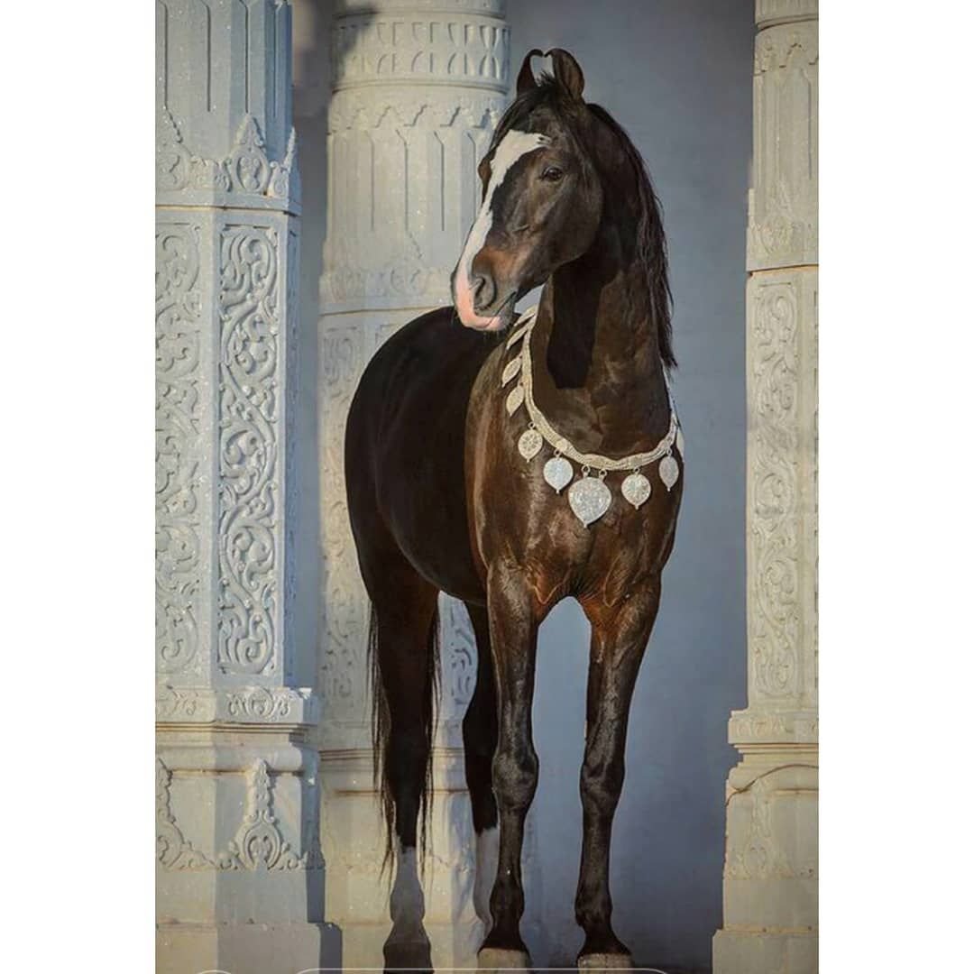 Лошади породы марвари