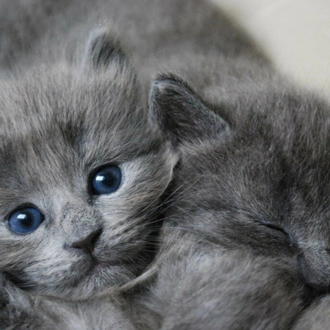 Дымчатый котенок с голубыми глазами