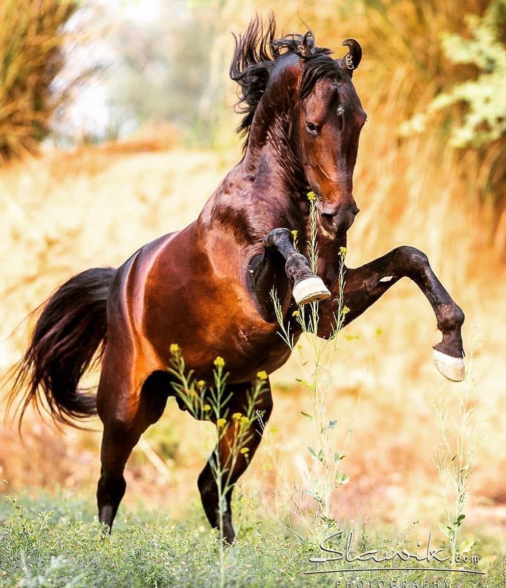 Хобби Хорс марвари