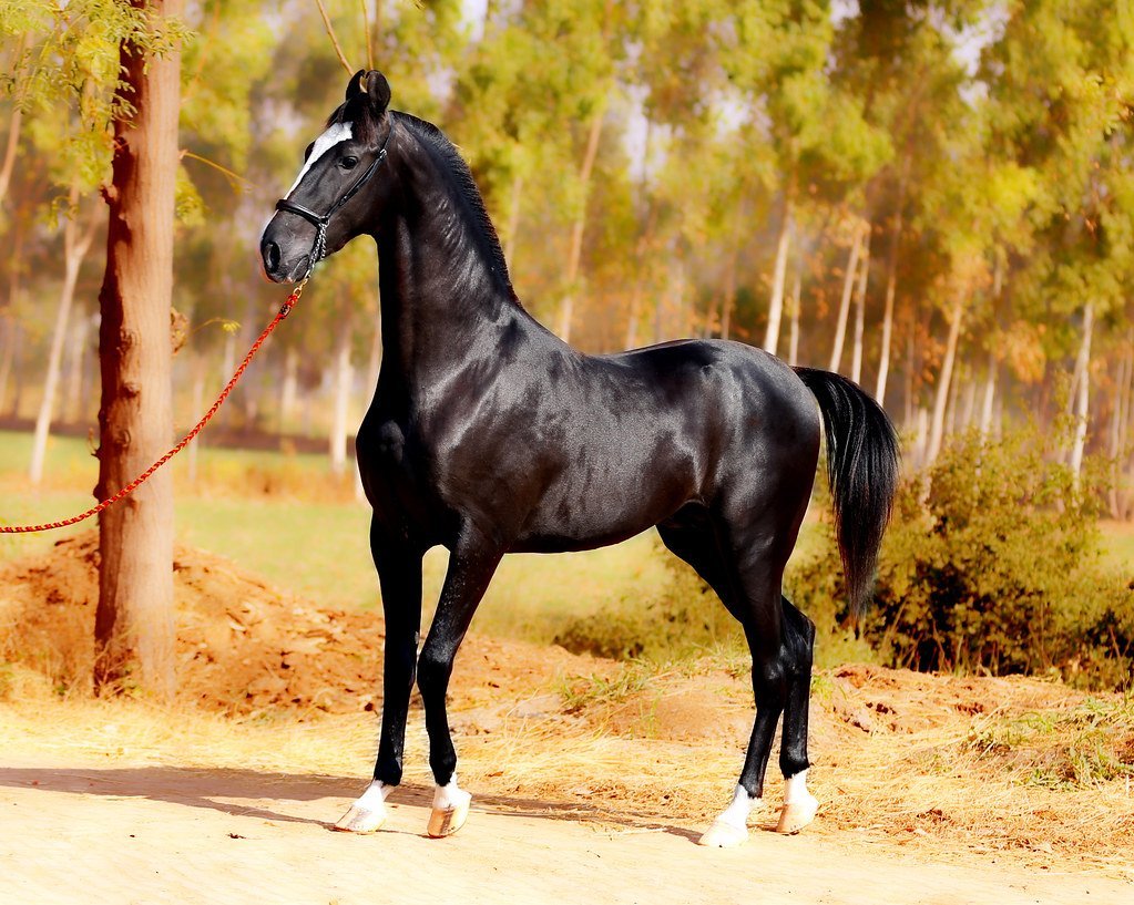 Марвари гнедой масти