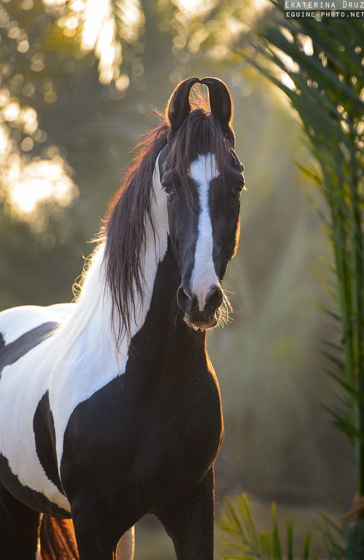 Марвари экстерьер