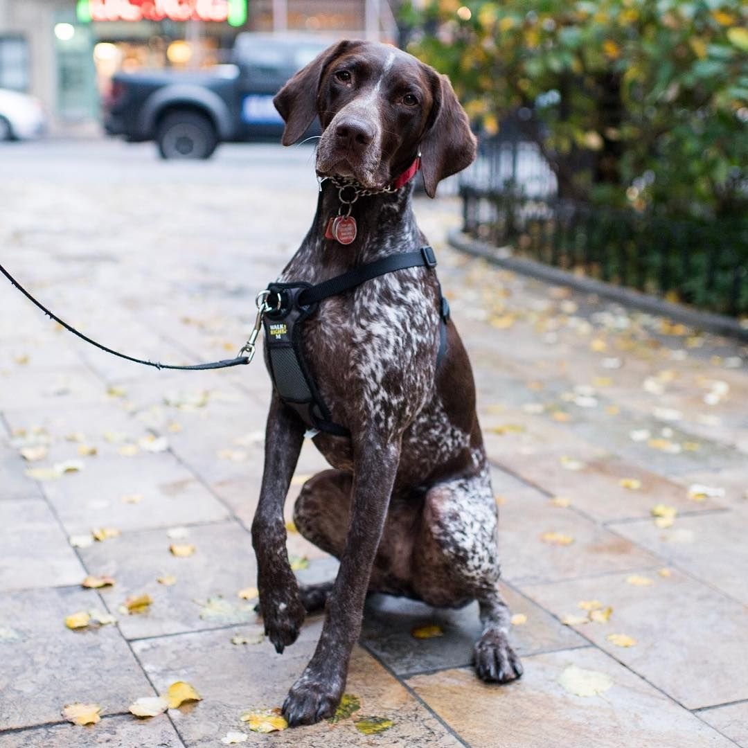 Порода Курцхаар щенки 1 месяц