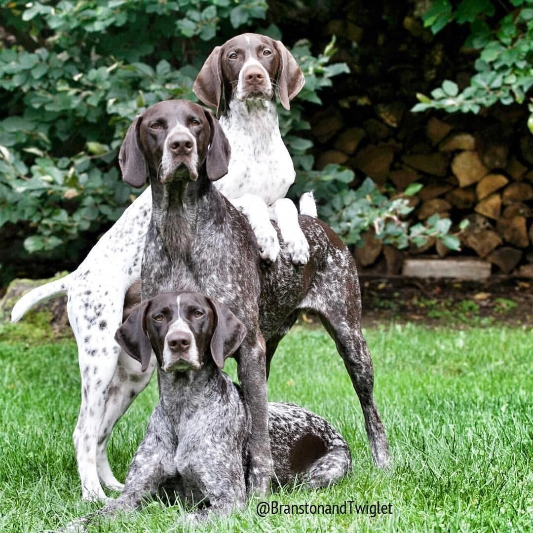 Курцхаар Выставочная стойка