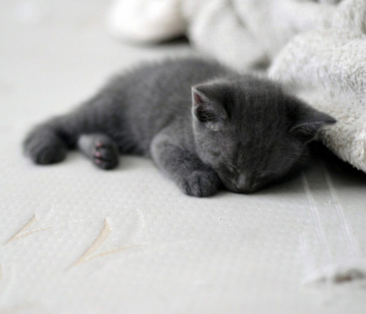 Шотландская вислоухая кошка голубая Тедди