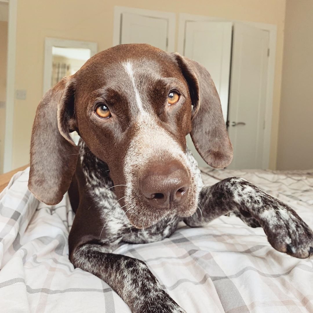 Немецкий Пойнтер Курцхаар (немецкая короткошёрстная легавая)