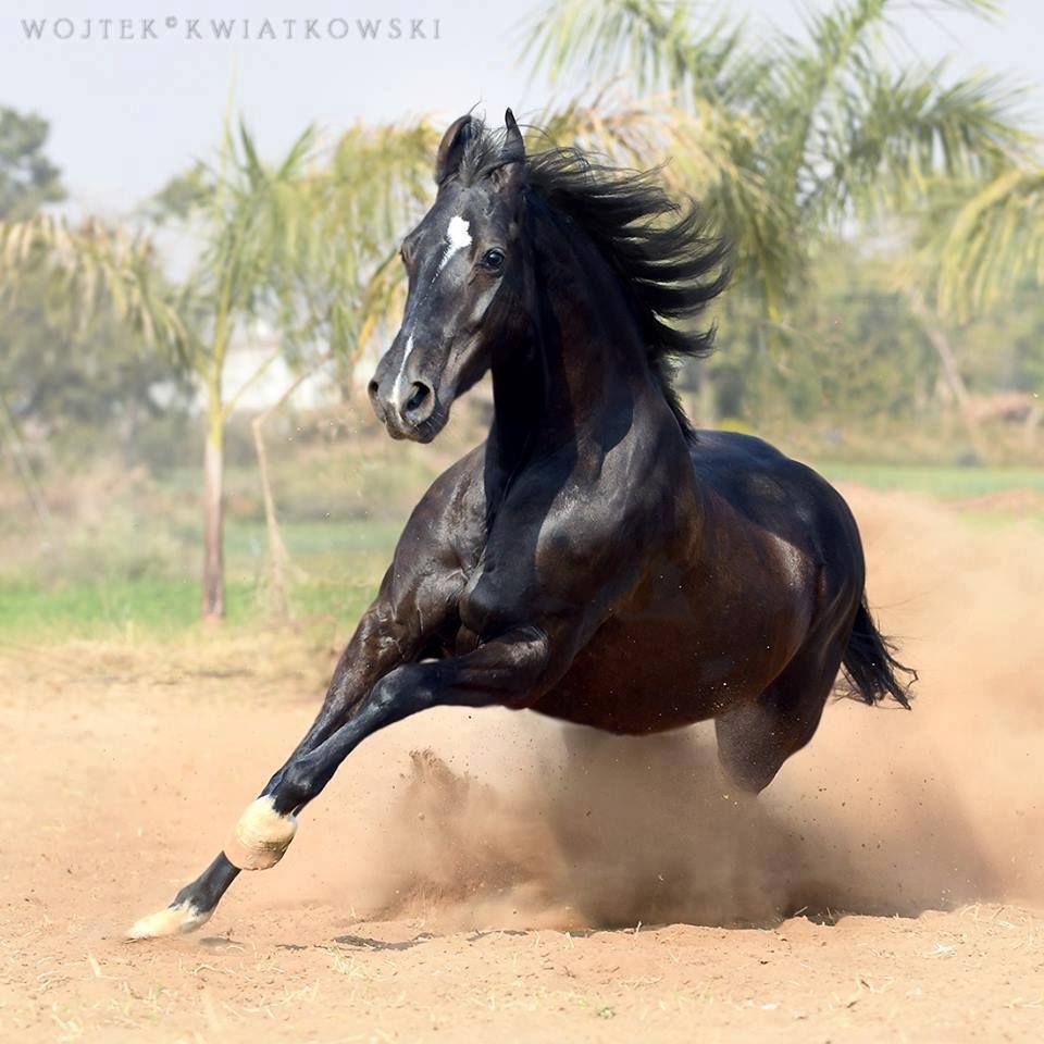 Марвари гнедая