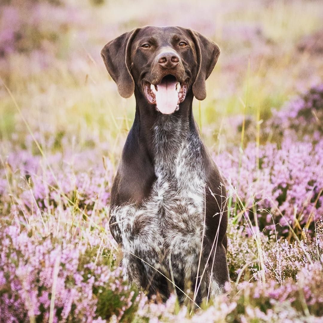 German Shorthaired Pointer порода собак