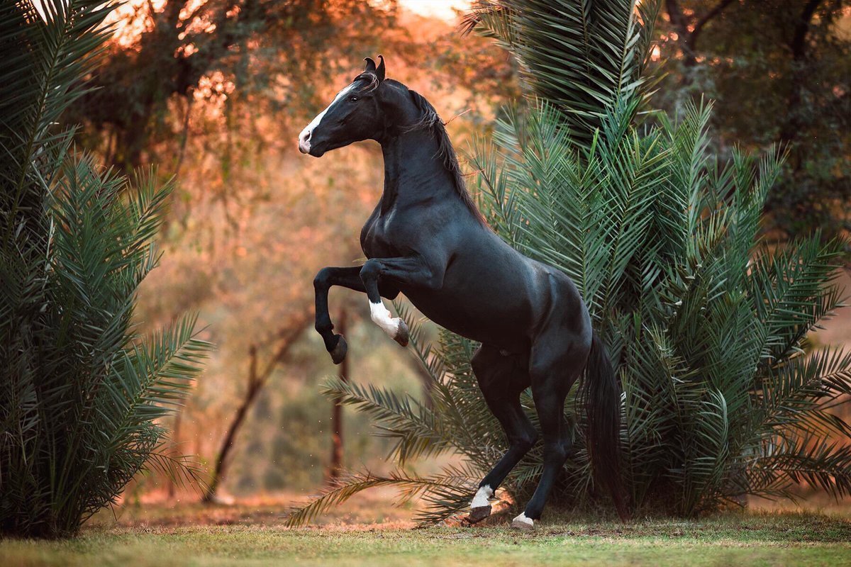 Марвари жеребец