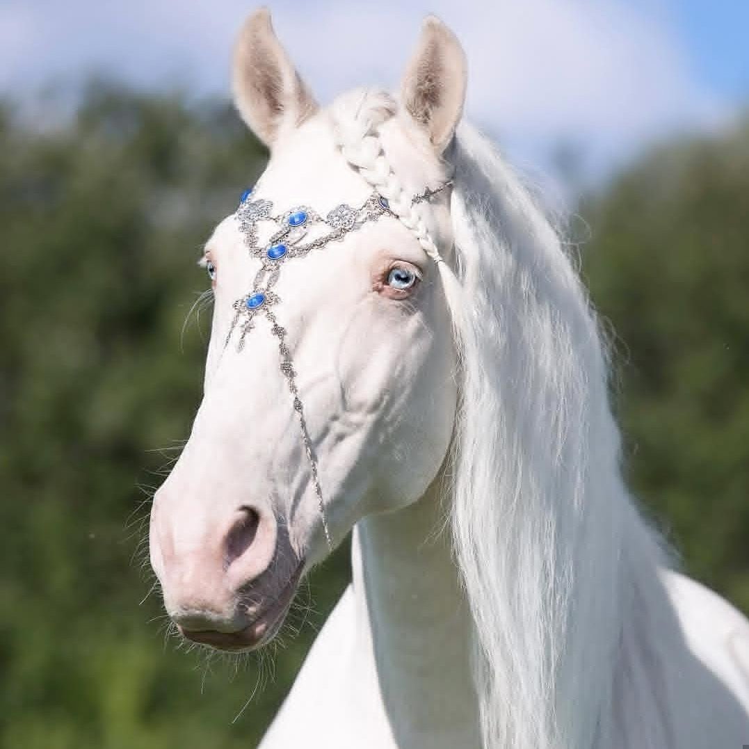 Марвари лошадь гнедая