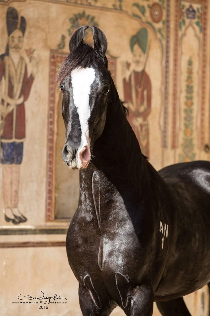 Марвари жеребенок