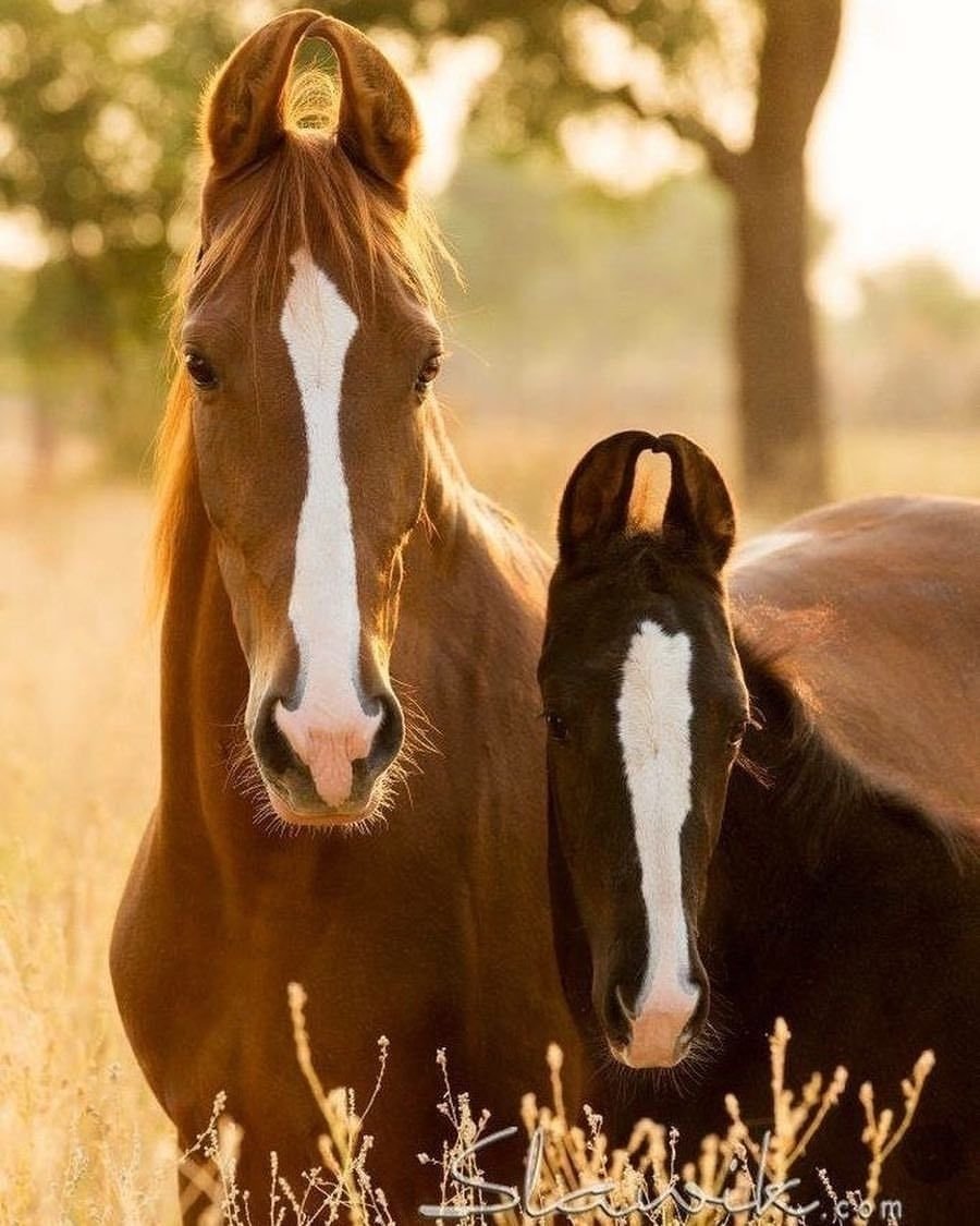 Лошади Индии марвари