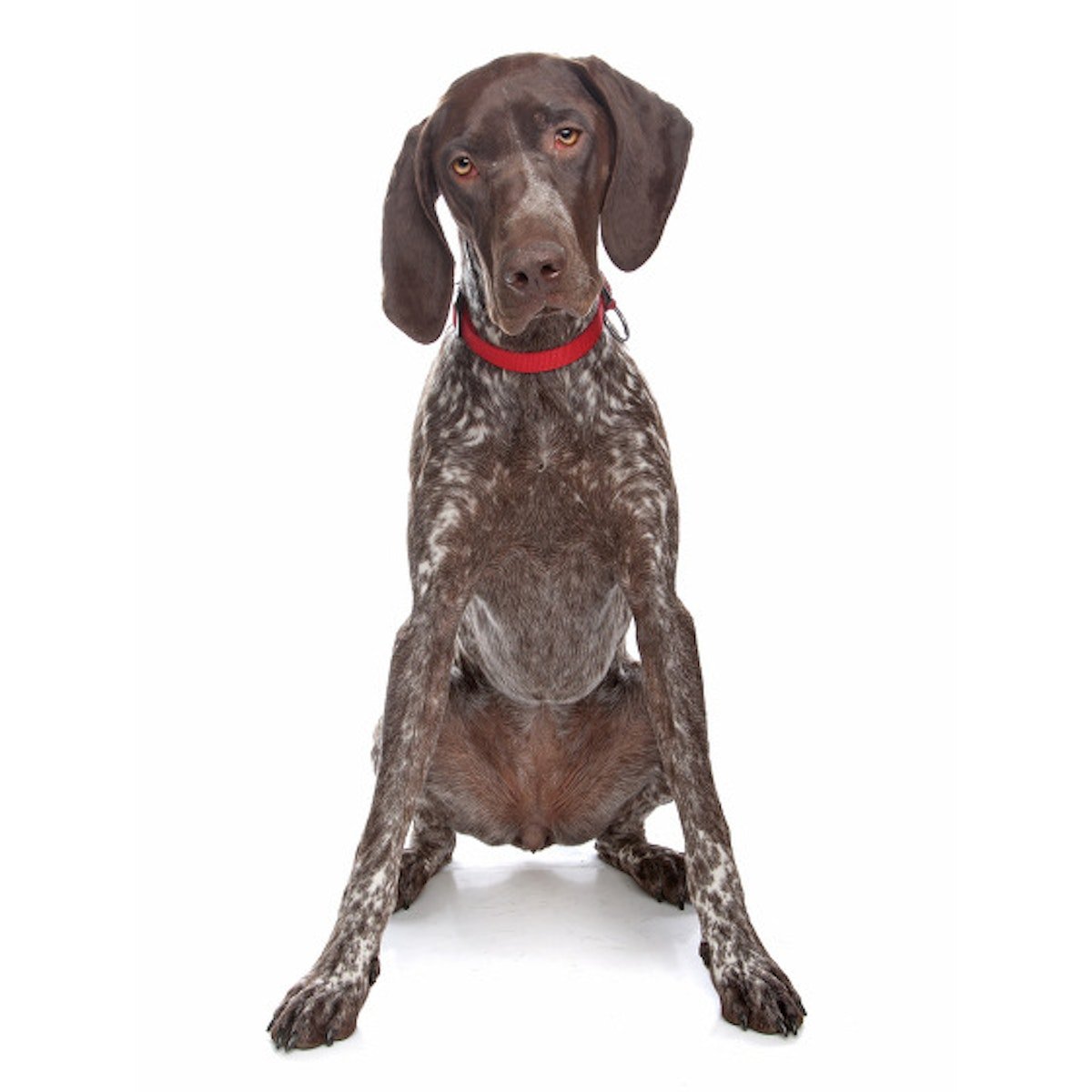 Курцхаар фото