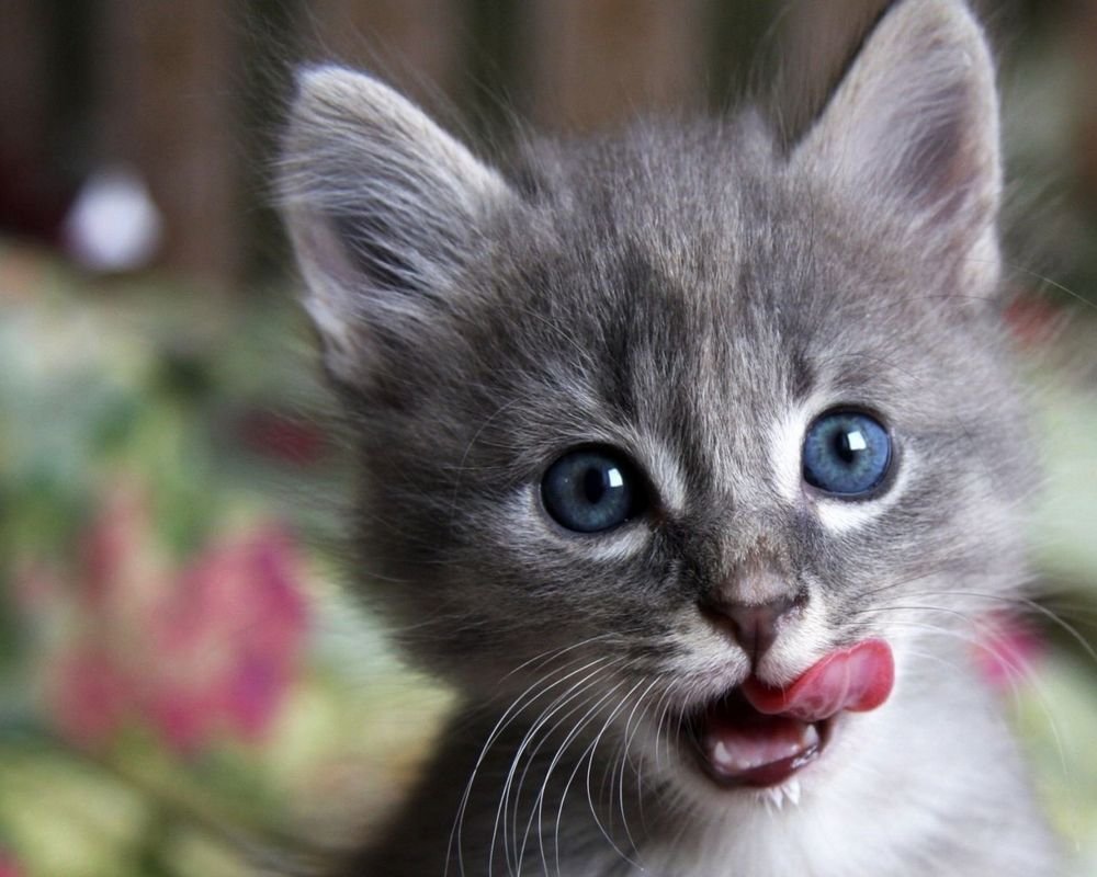 Серый котёнок с голубыми глазами