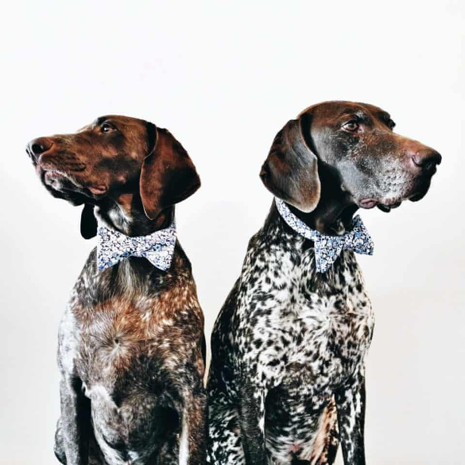 Курцхаар собака