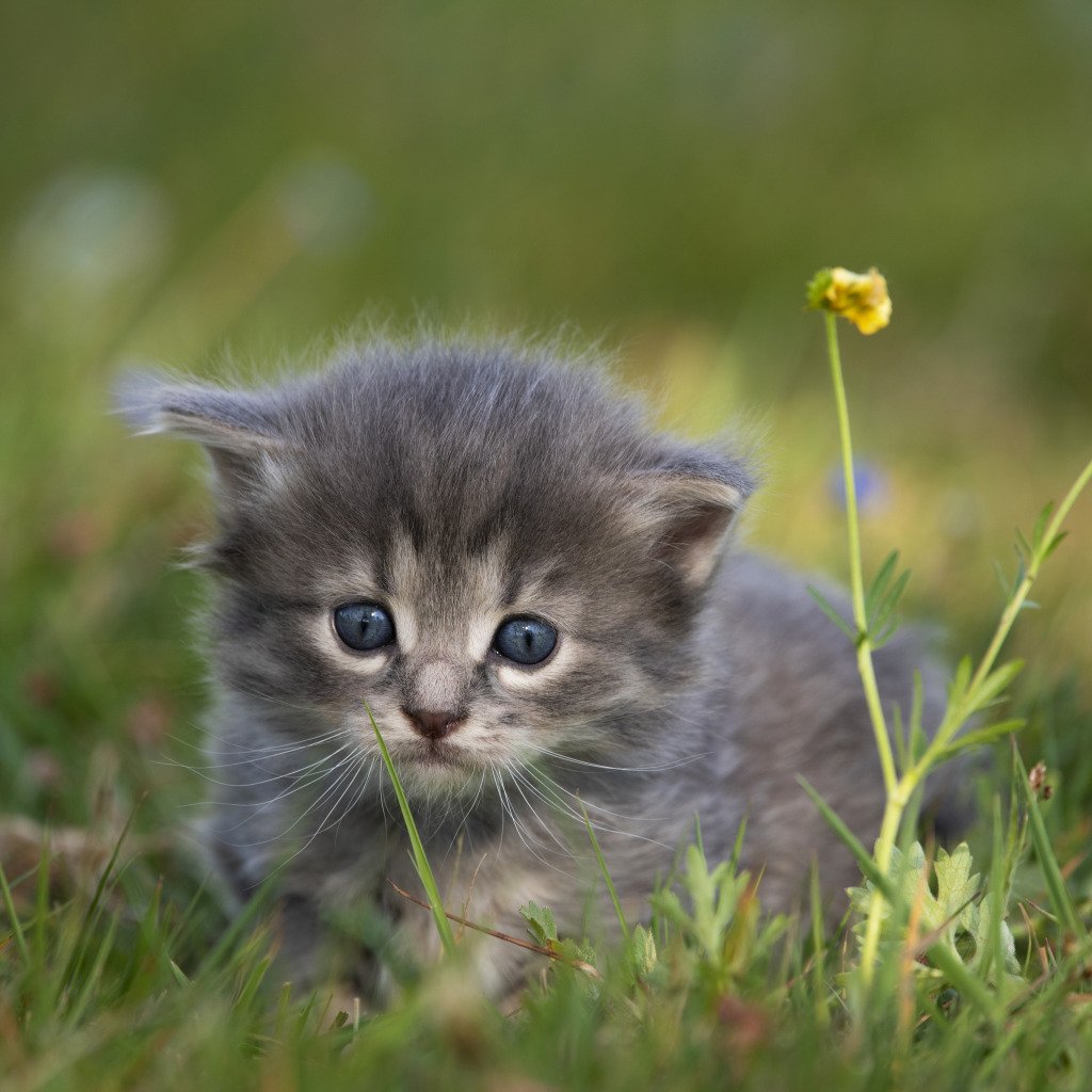 Милые котята обои