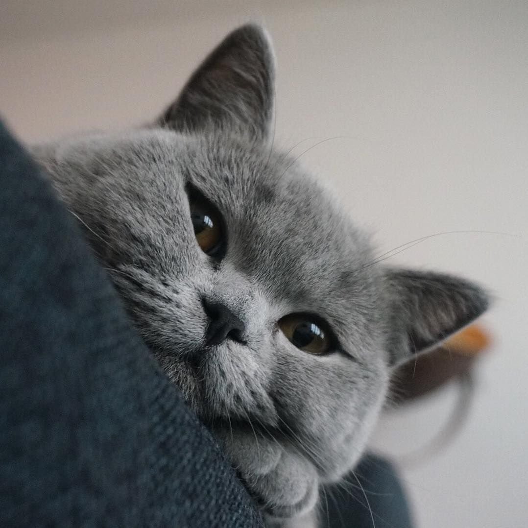 Милые британские кошки