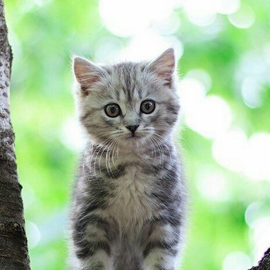 Сибирская короткошерстная кошка серая