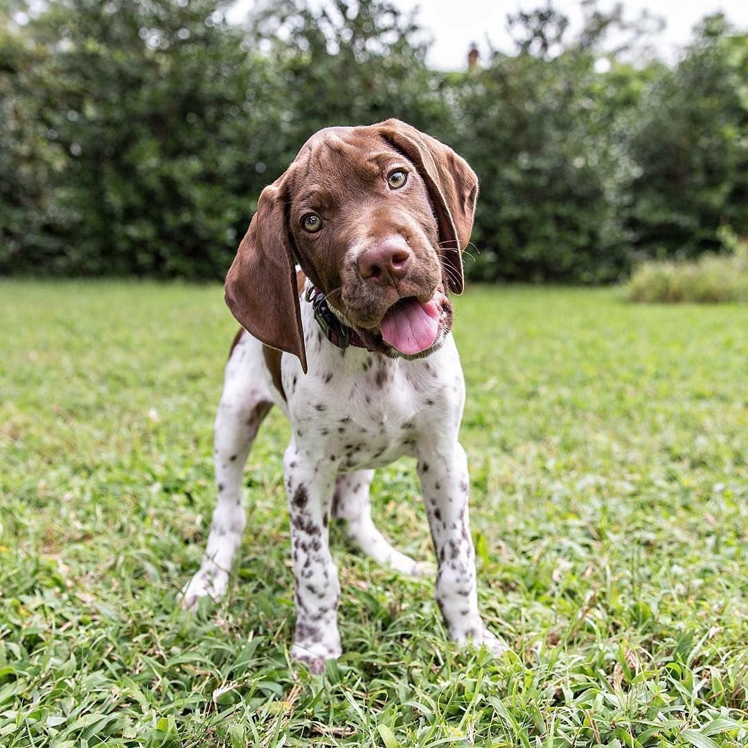 Охотничьи собаки Америки