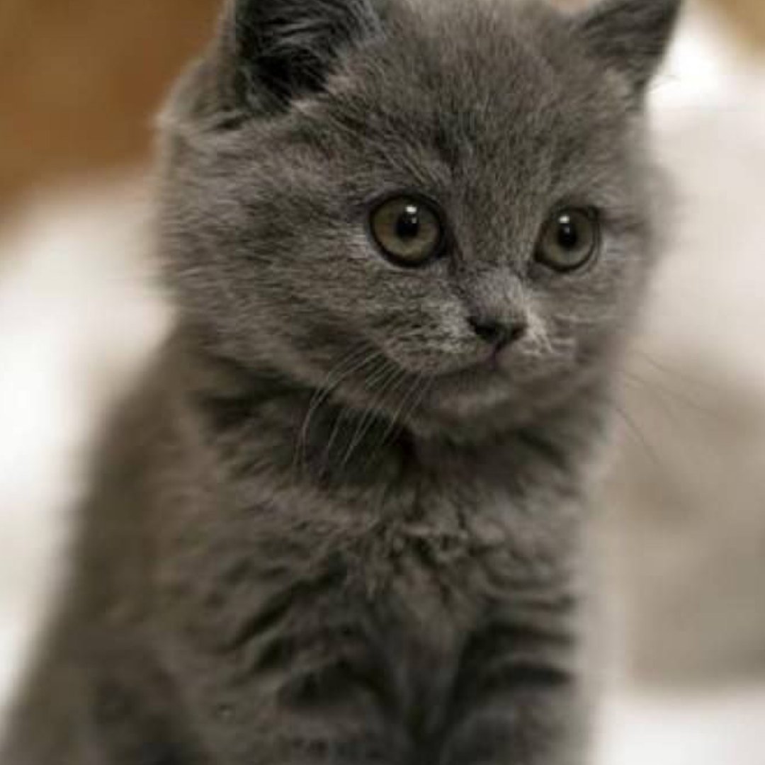 Дымчатый котенок британец