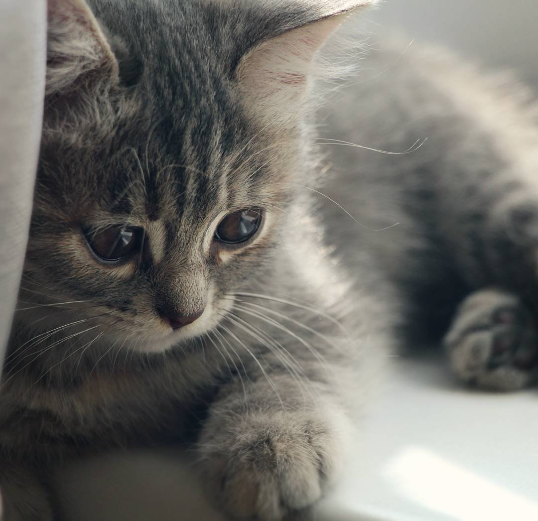 Серый пушистый котенок