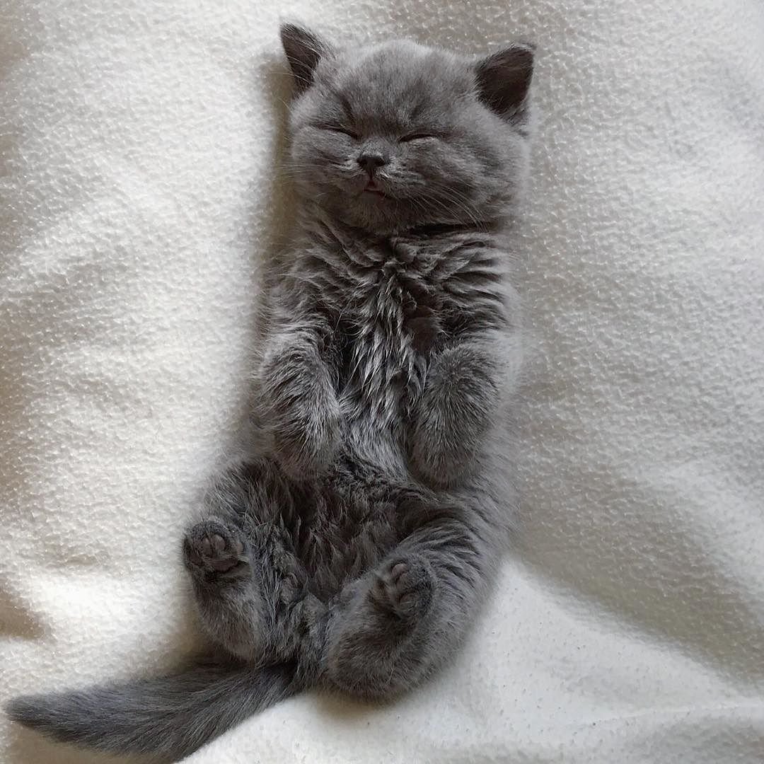 Сибирская кошка дымчатая котенок