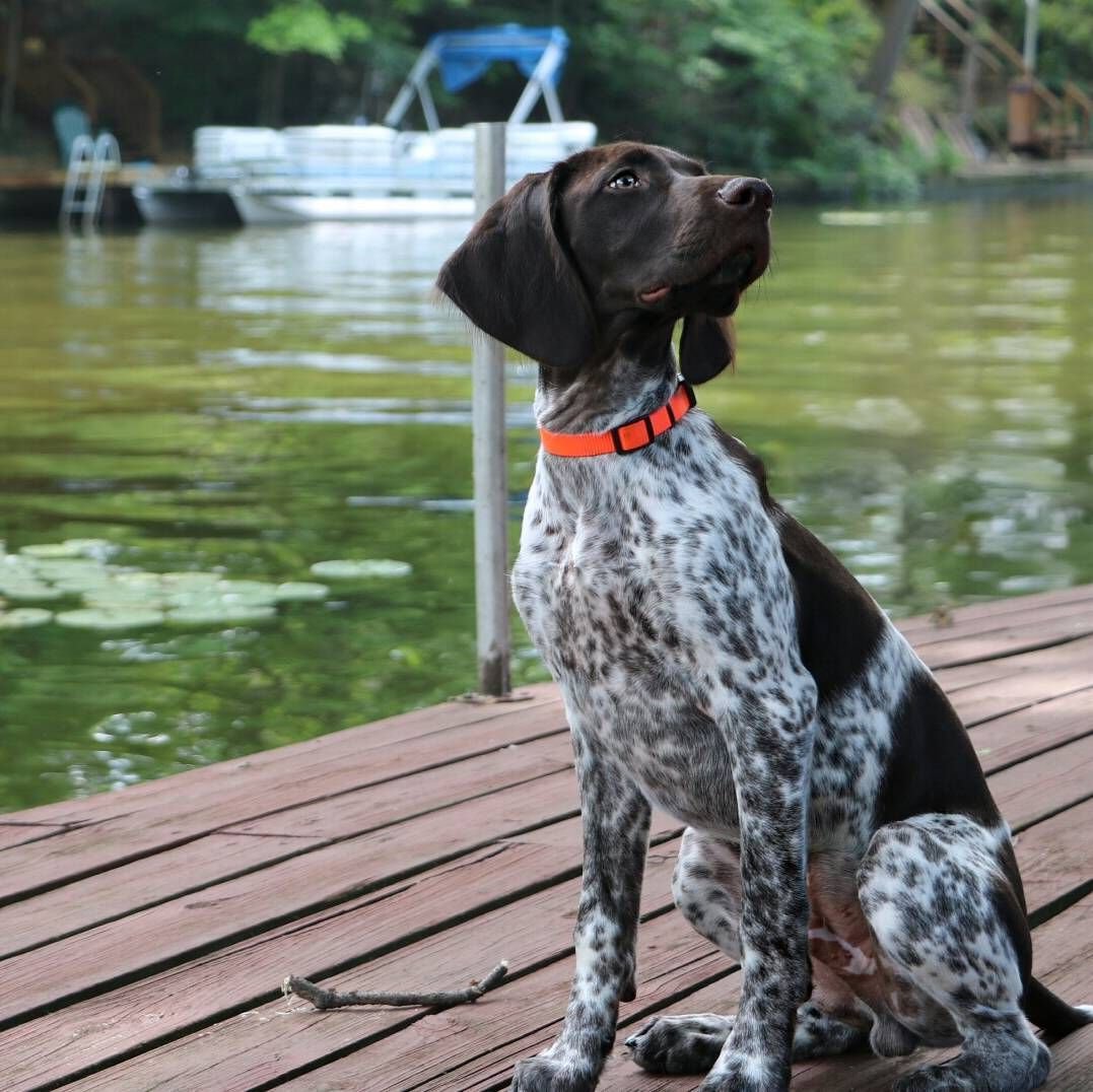 Куртс хар немецкая легавая