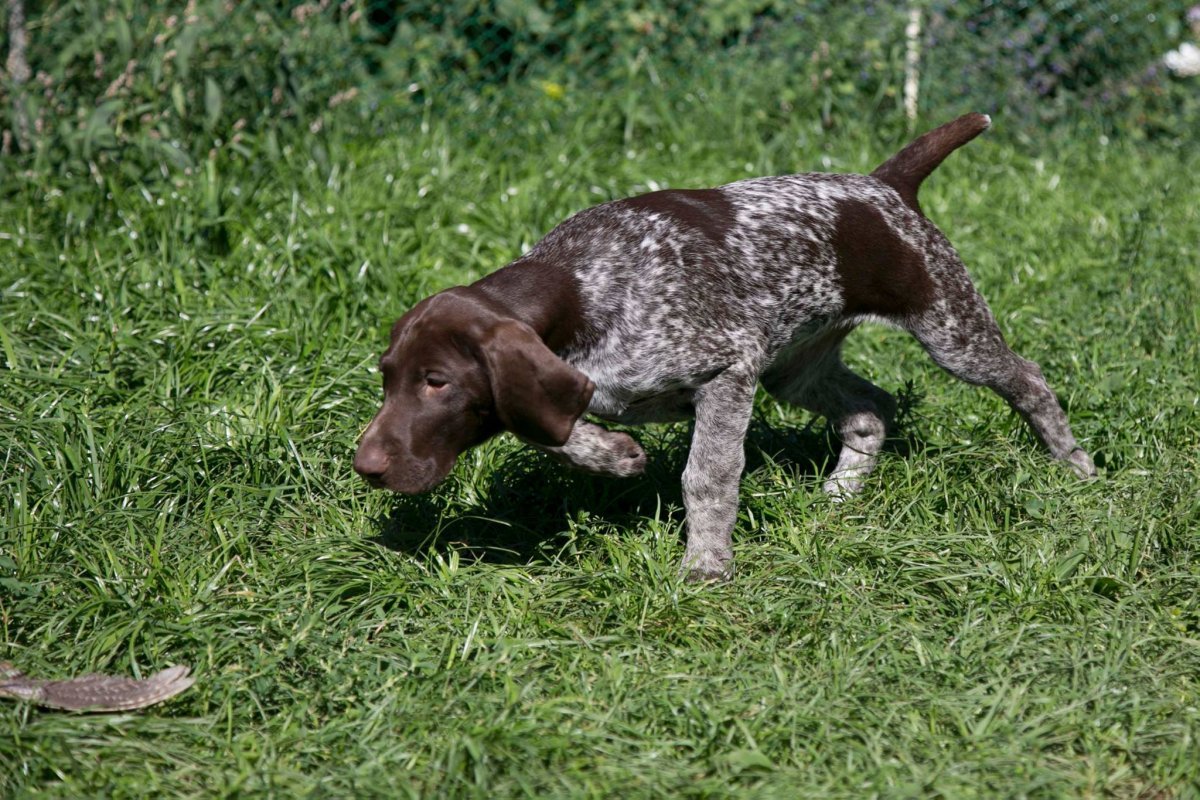 Курцхаар в поле