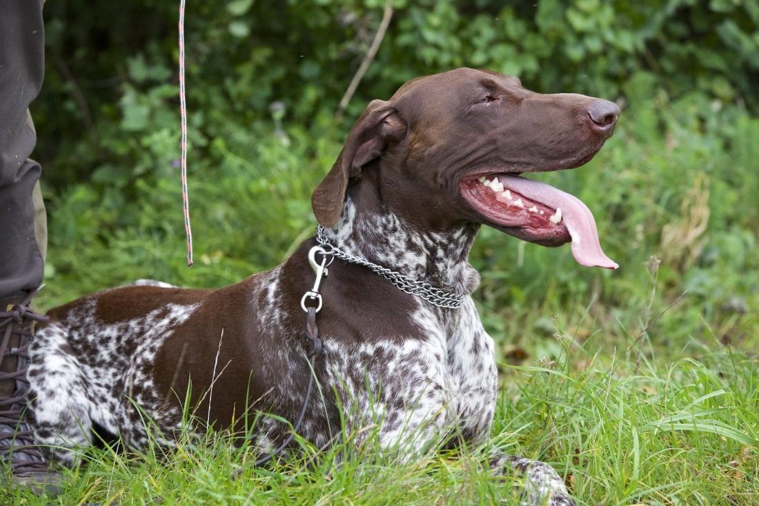 Курцхаар и Лангхаар