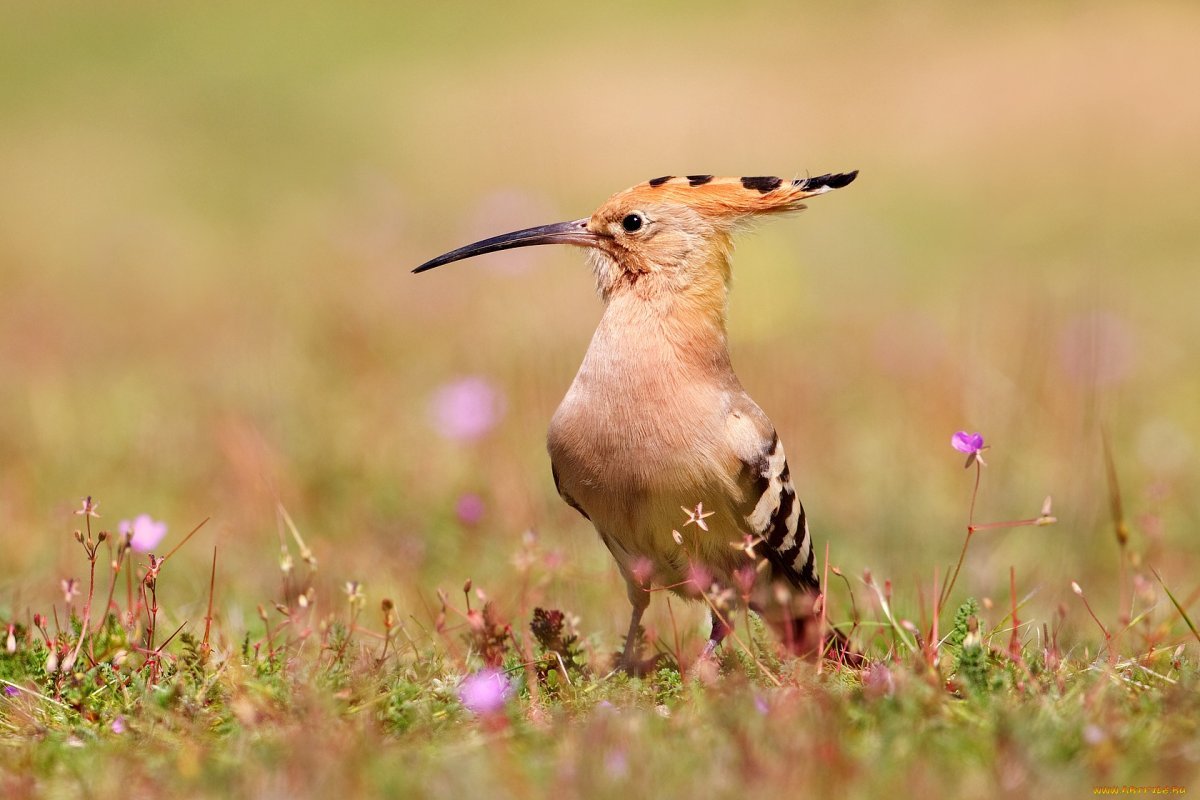 Красивые птицы на цветах