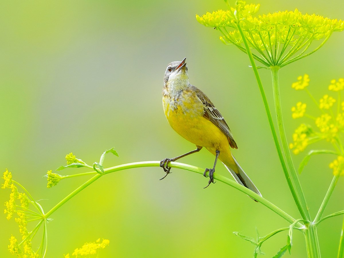Полевая трясогузка