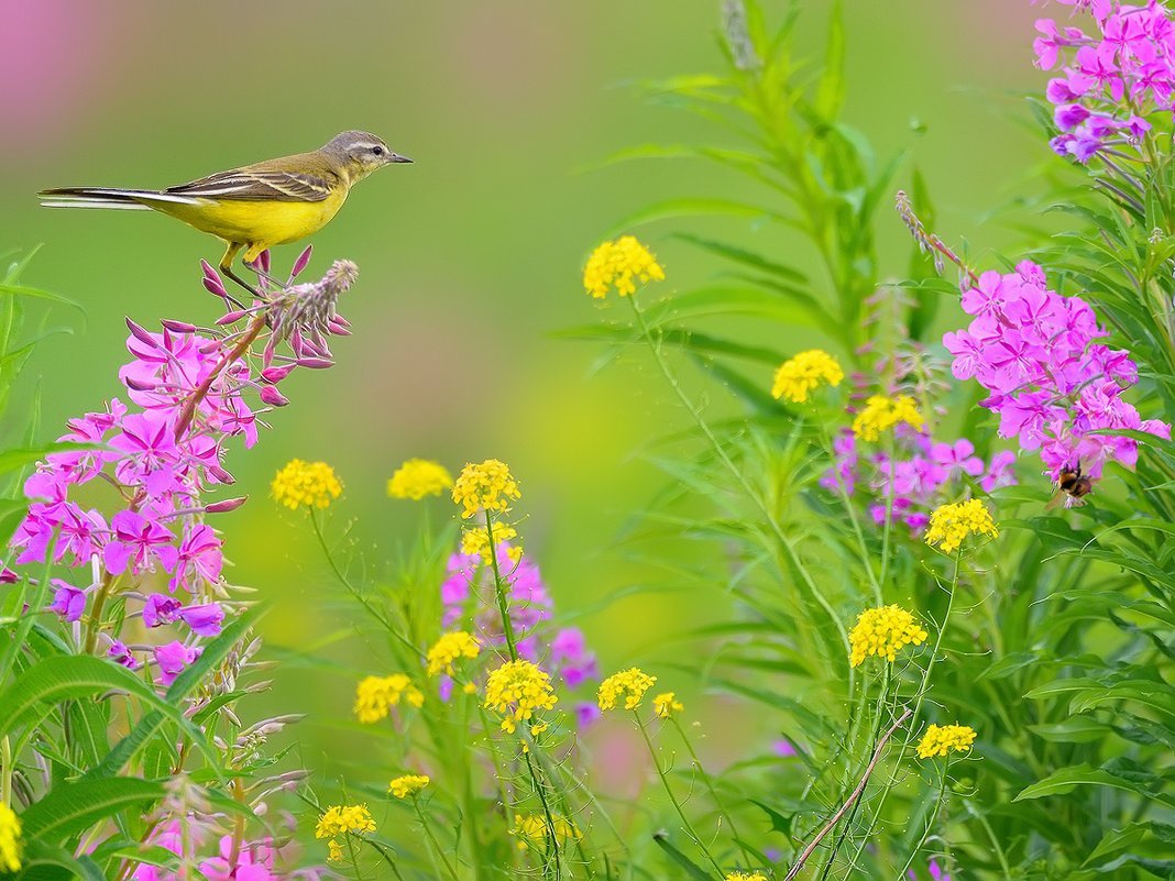 Обитатели Луга