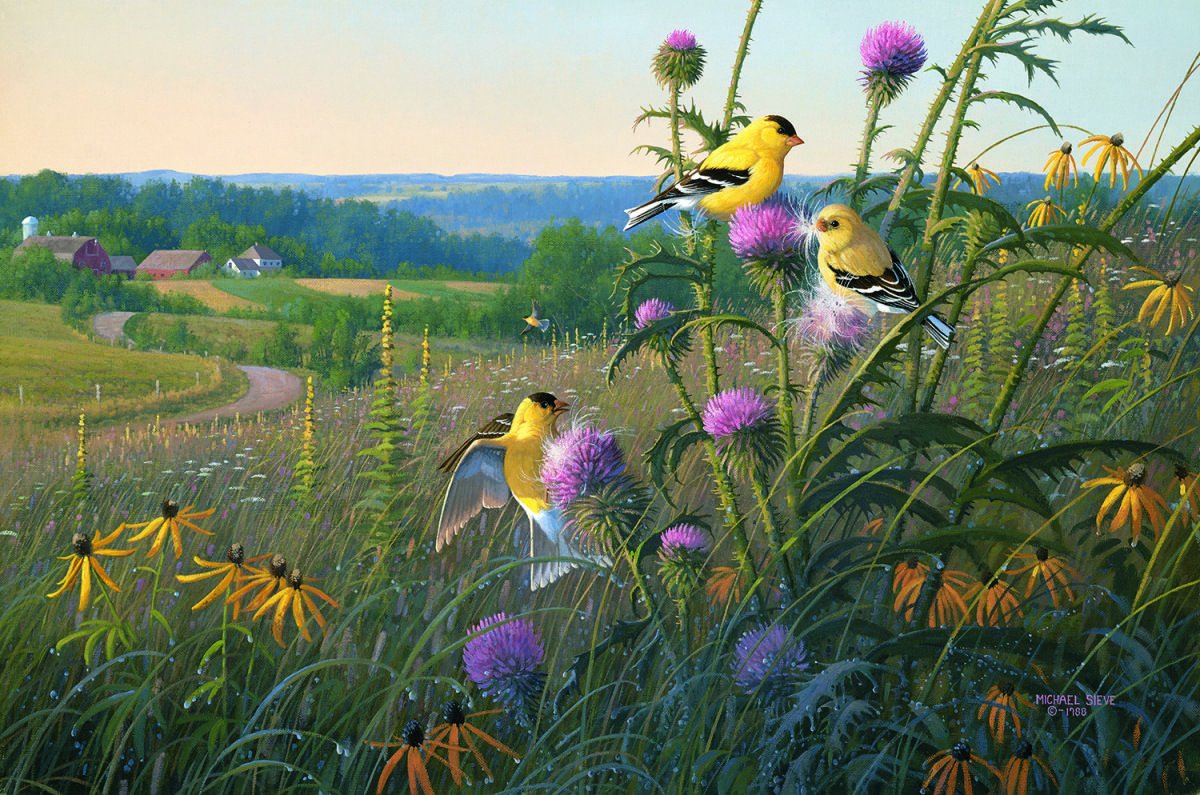 Луговой конёк клюв