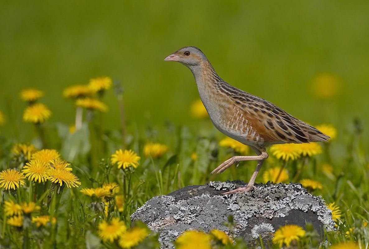 Мир живой природы художника Russell Cobane