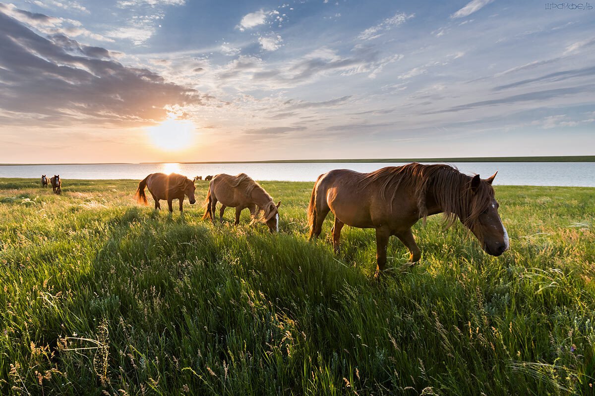 Маныч Гудило Мустанги