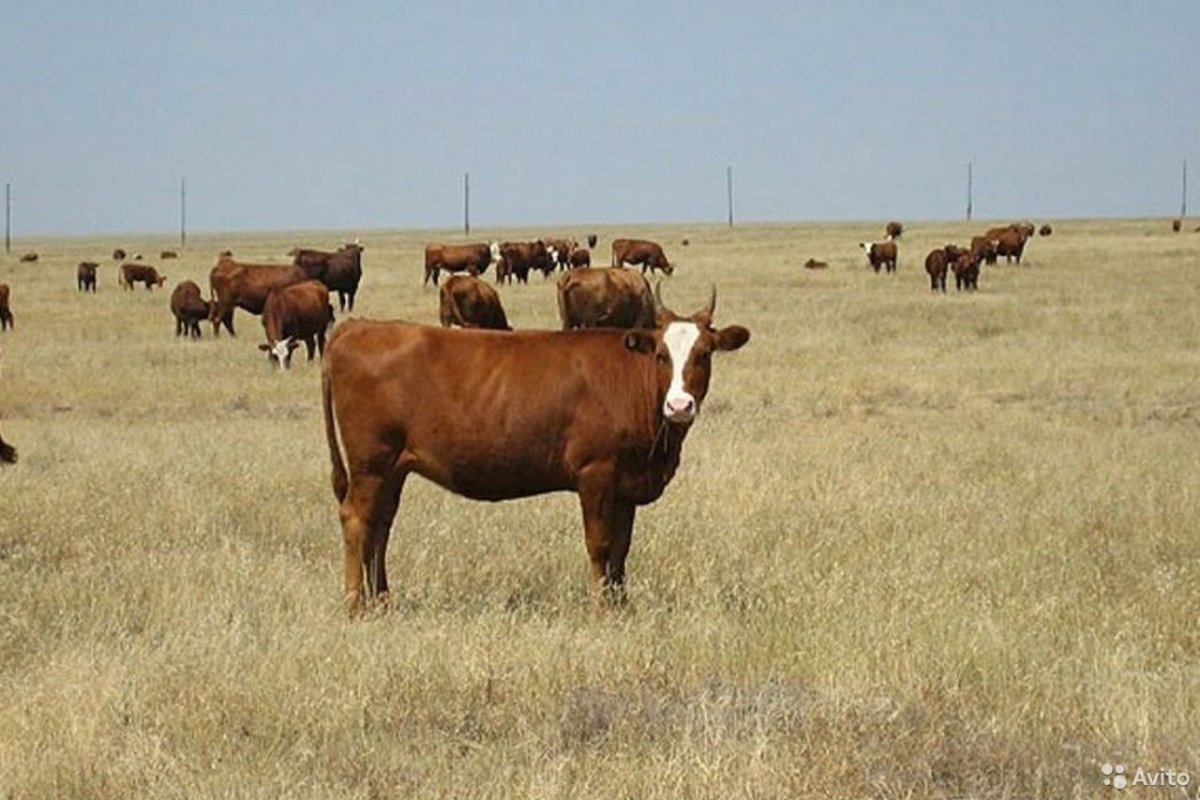 Калмыцкая порода коров Республики Калмыкия