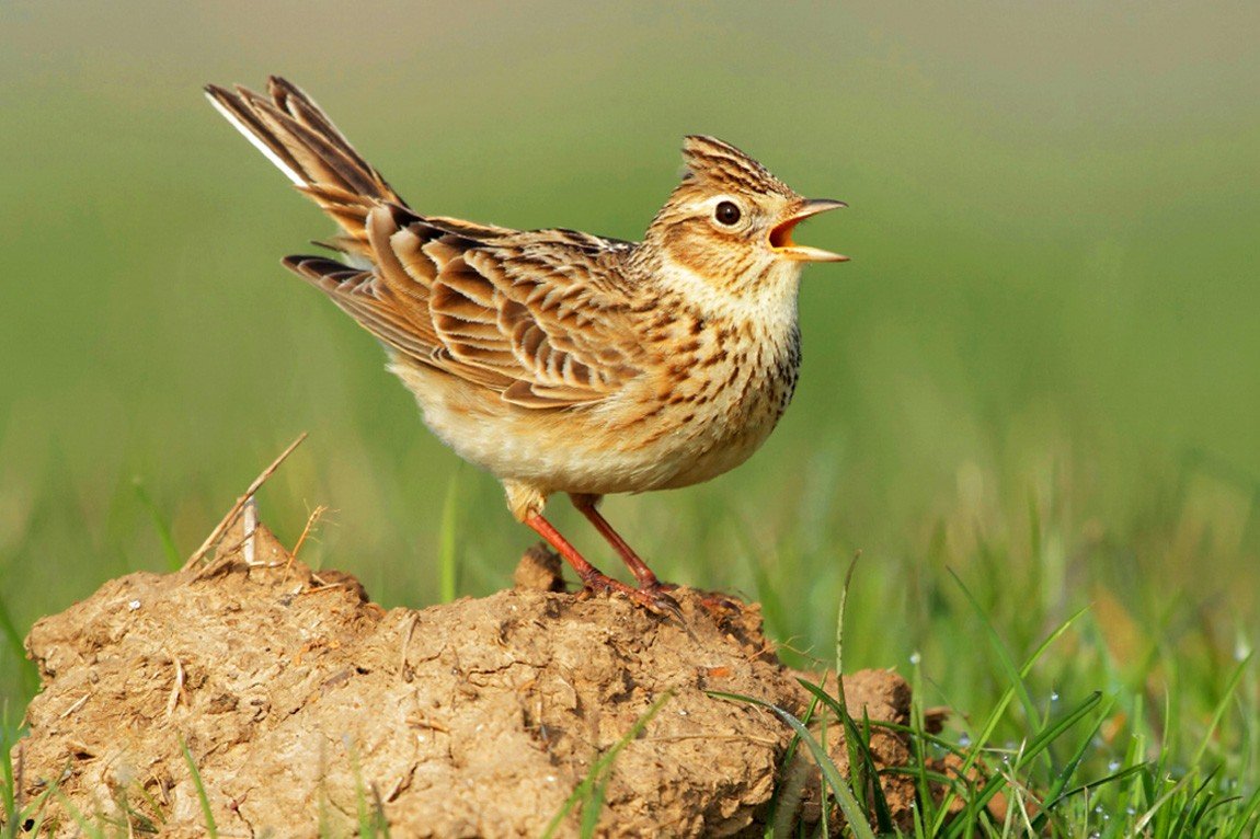 Птицы полей и лугов