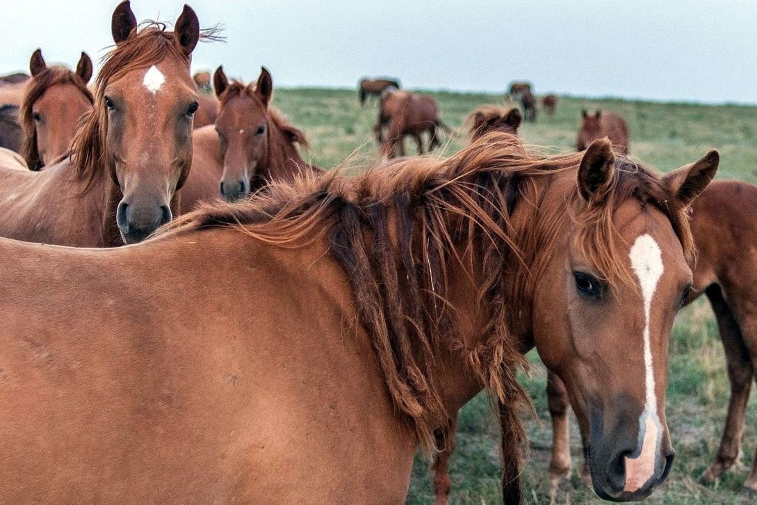 Заповедник диких мустангов Ростовская