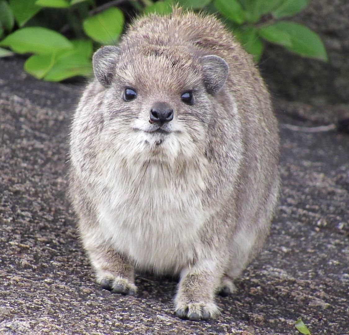 Домашние Грызуны