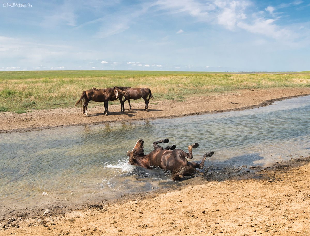 Маныч Гудило остров Водный