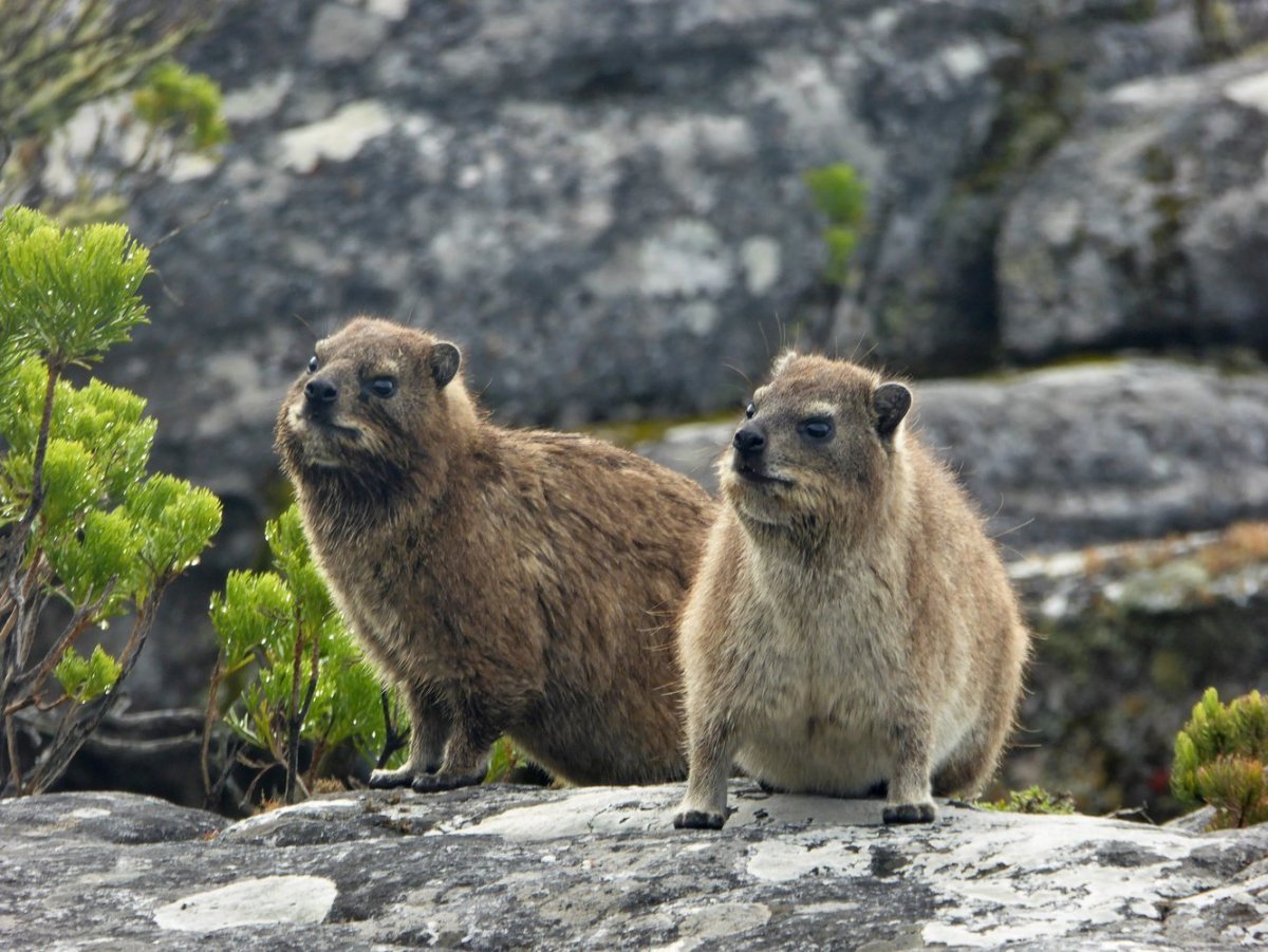Дамана красивые картинки