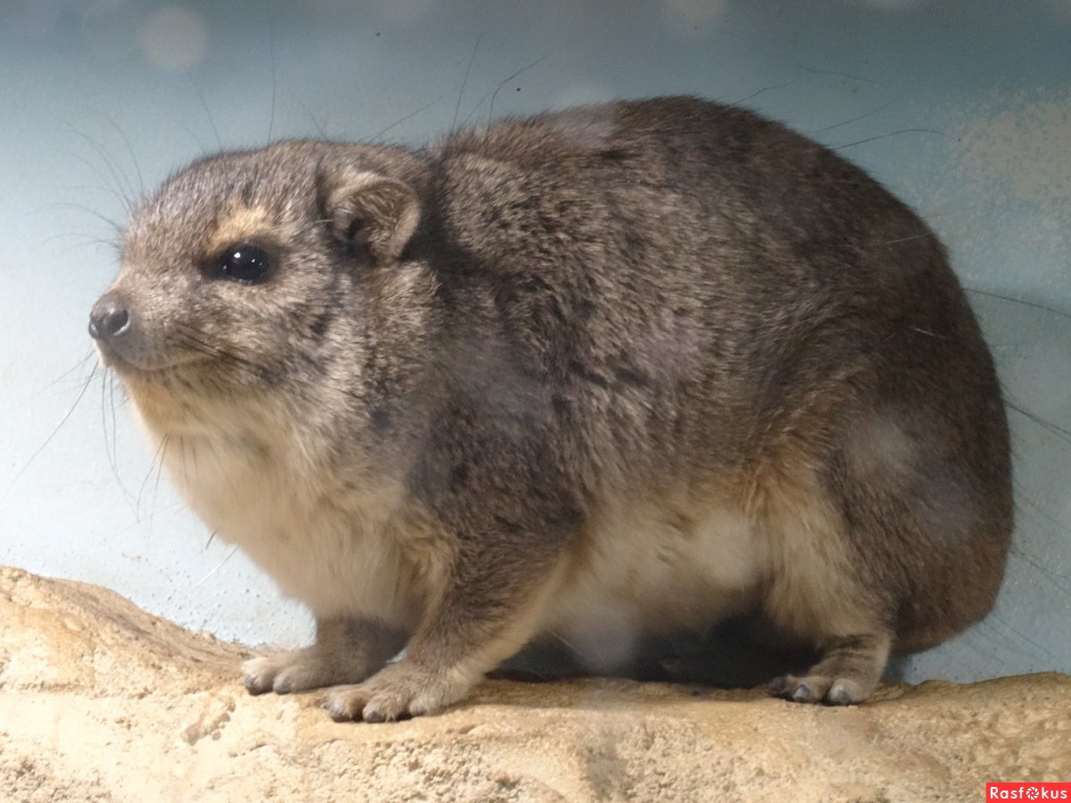 Животное Даман Московском зоопарке