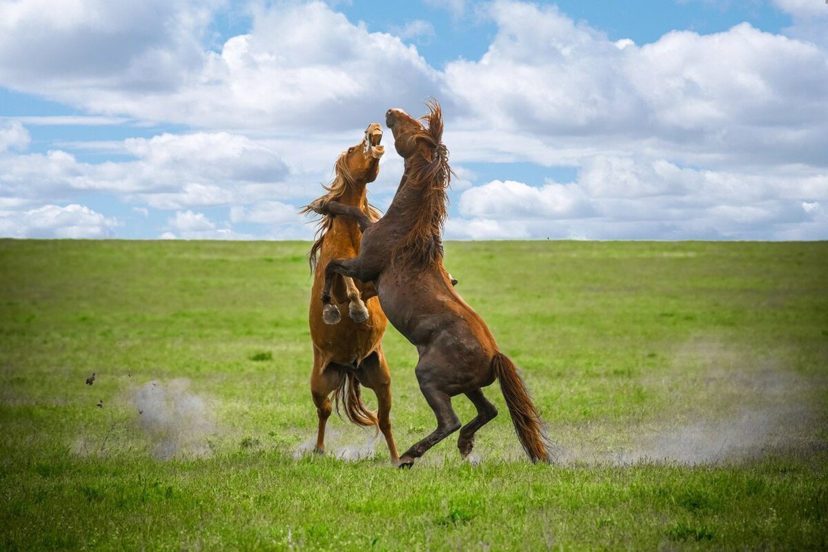 Озеро Маныч-Гудило Мустанги