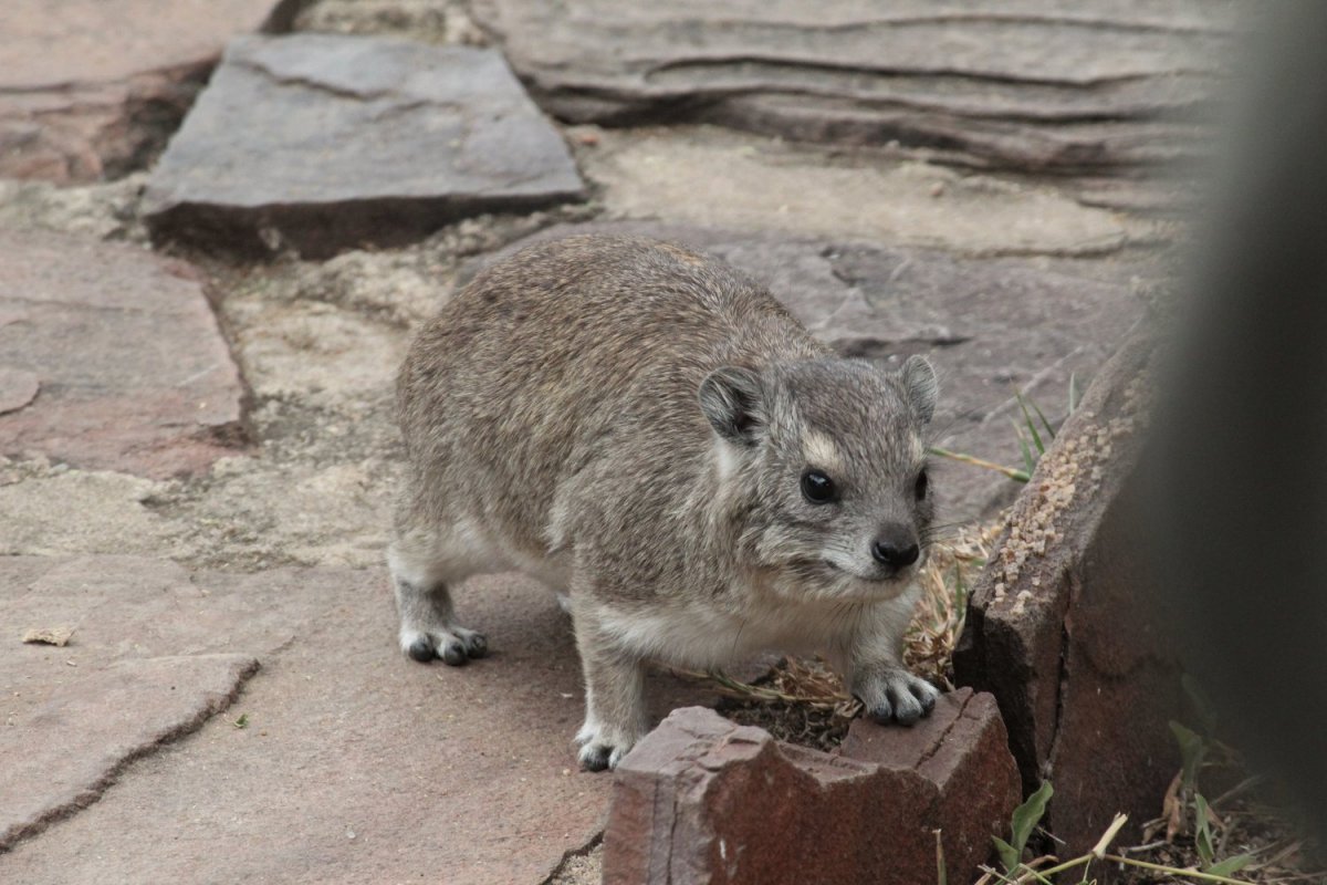 Капский Даман