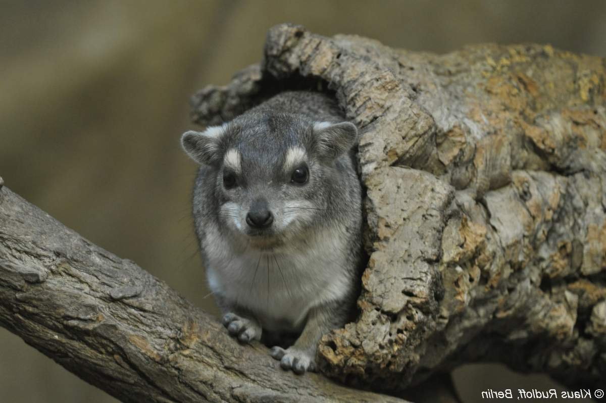 Даманы образ жизни