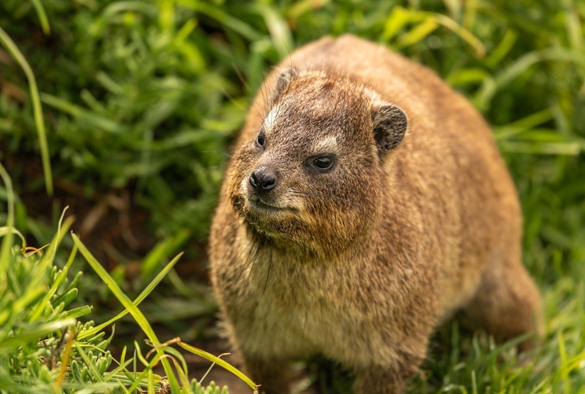 Даман животное