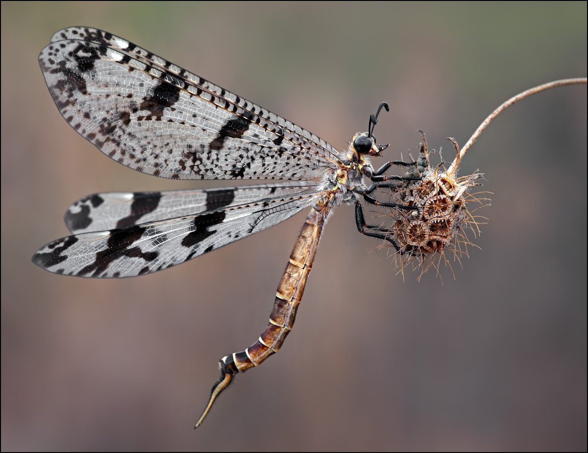 Муравьиный Лев Имаго