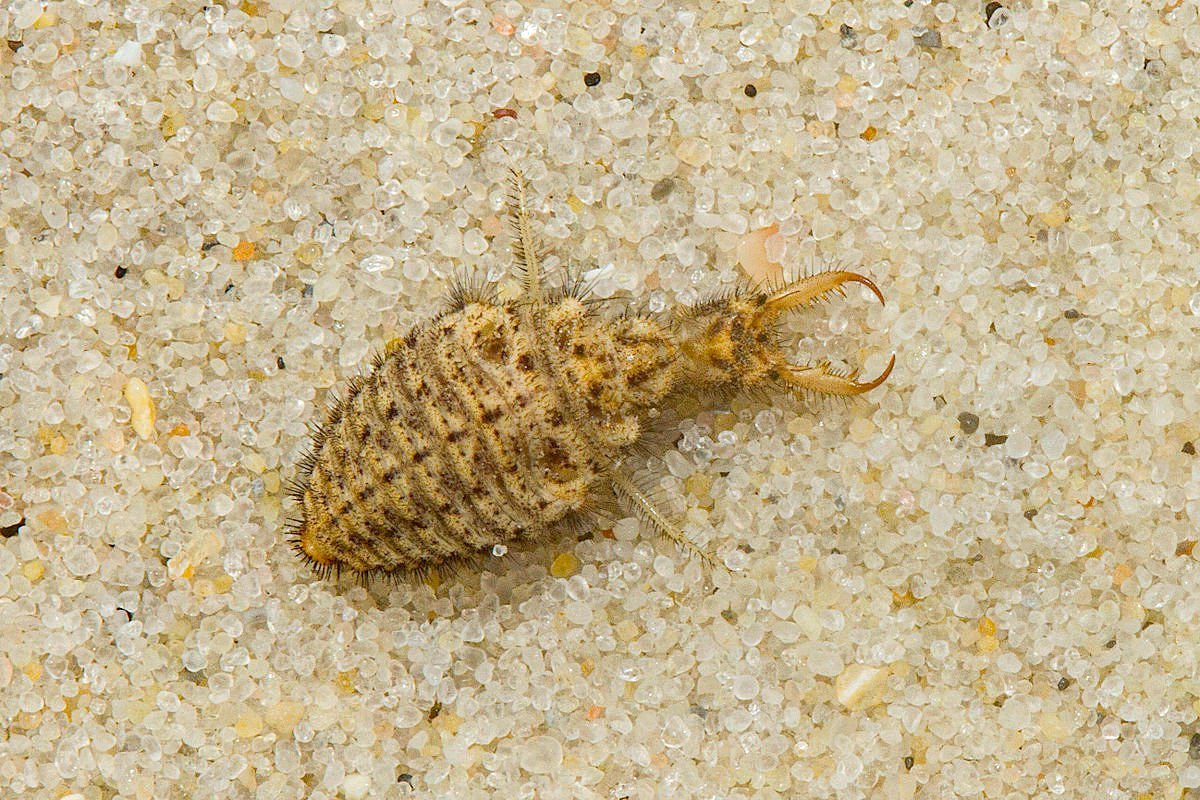 Муравьиный Лев систематика