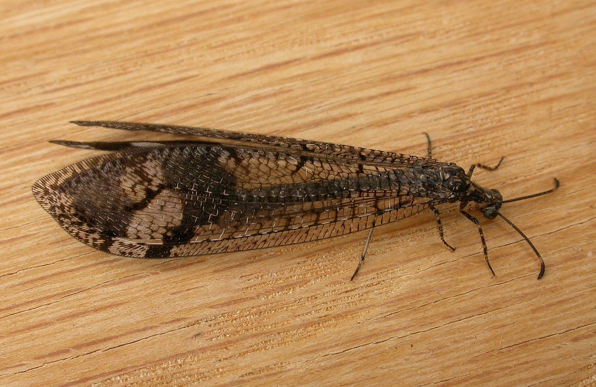 Львиный муравей half Life 2