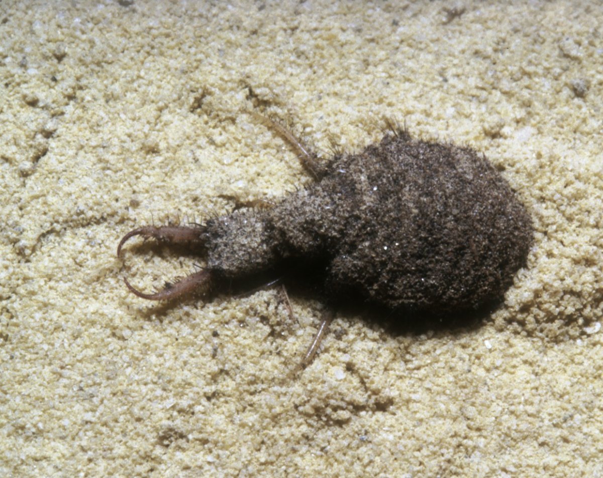 Antlion Larvae Pits